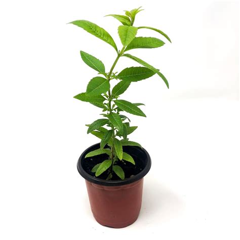 Lemon Verbena - aloysia vitrodora | Mayernik Kitchen