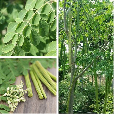 M-Tech Gardens New Rare Hybrid Drumstick Moringa " GKVK1 " Exotic 20 ...