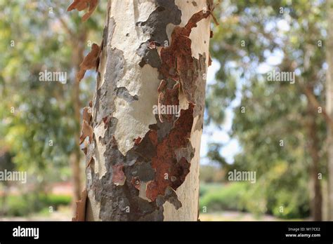 Image result for Eucalyptus Tree Trunk Rot