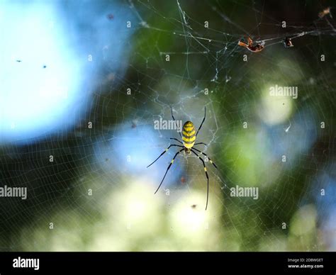 Bright Yellow Spider on His Web Stock Photo - Alamy
