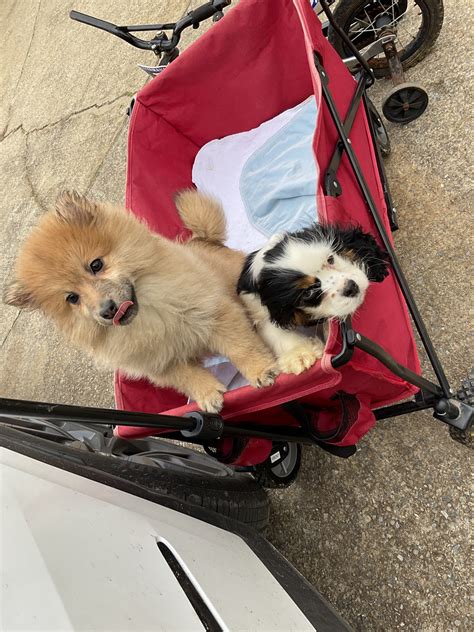 Pet Gallery - Kare Bears Cuddly Paws Mobile Vet