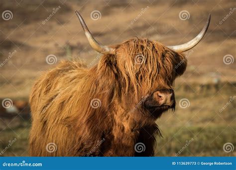 Hairy Scottish Cow in a Field Stock Image - Image of scotland, outdoors ...