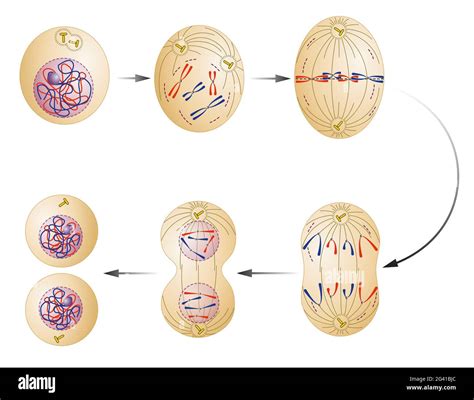 Image result for Scnt Cell Reprogramming