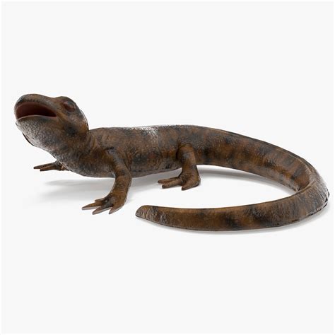 3D model Iberian Ribbed Newt Rigged for Maya | 3D Molier International