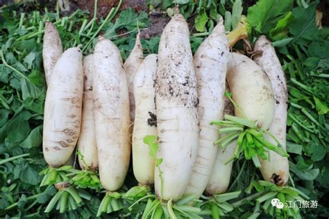 胡萝卜最佳种植时间，秋萝卜一般在7月下旬播种 - 农宝通