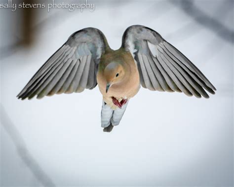 What Does It Mean When A Dove Lands On Your Car at Andre Crozier blog