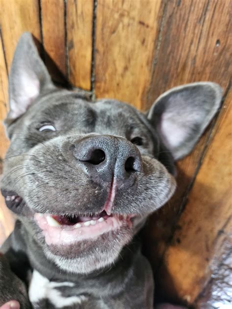 Anyone else pronounce Cane Corso incorrectly on purpose? : r/CaneCorso