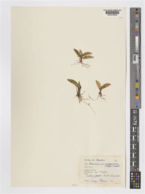 Bolusiella Schltr. | Plants of the World Online | Kew Science