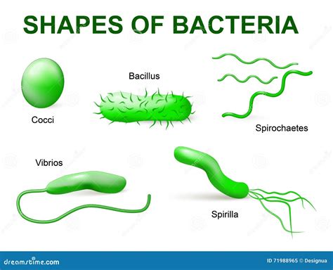 Types Of Bacteria. Basic Morphological Cartoon Vector | CartoonDealer ...