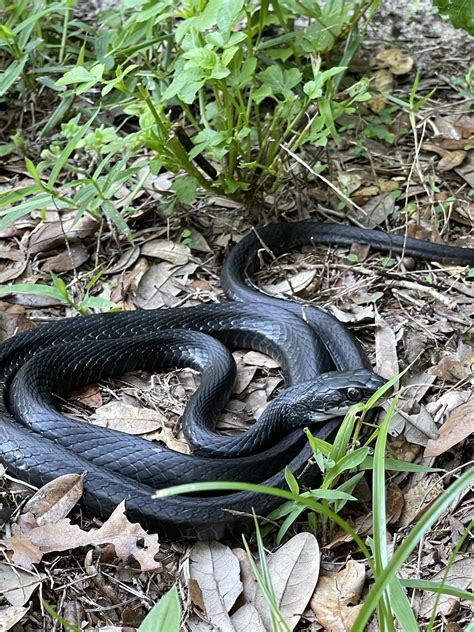 How To Capture Black Snake at Lee Porter blog