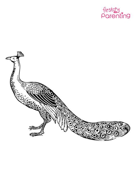 Easy Printable Peacock Coloring Pages for Kids