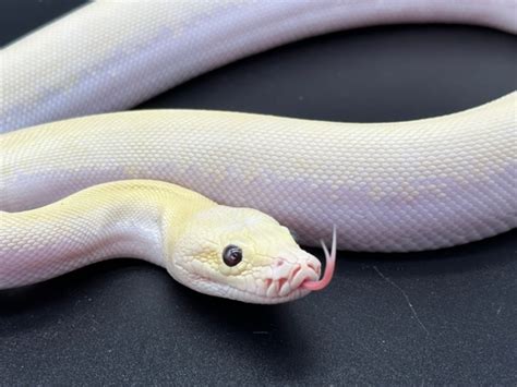 Ivory Burmese Python 的图像结果