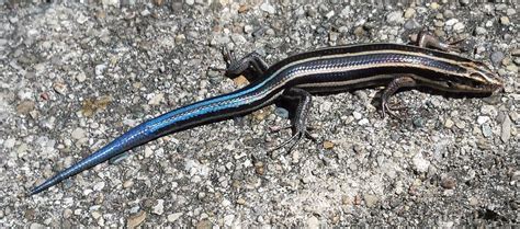 Blue Tailed Skink