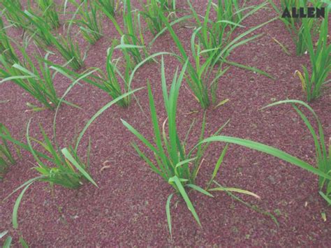 Anabaena: Definition, Structure, Classification Nitrogen Fixation