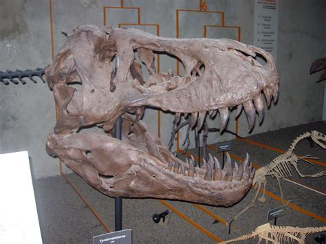 T-Rex Skull Fossil
