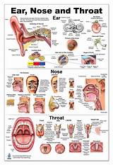 Buy Blue Tree Publishing Ear Nose Throat Anatomy 24x36inch ...