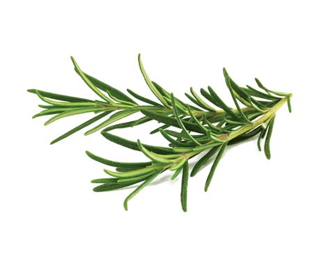 Rosemary Essential Oils – Rajkamal Oils