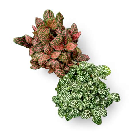 Fittonia (Nerve Plant) | Soiled