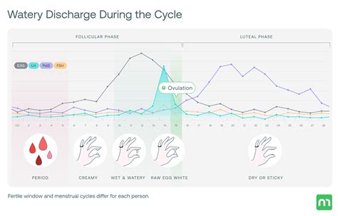 Watery Discharge Before Period: Causes, Pregnancy Signs & When to Worry – Mira Fertility Shop
