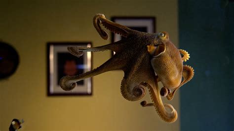 Image result for Octopus Problem Solving YouTube