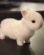 Image result for Super Cute Bunny Baby Being Born