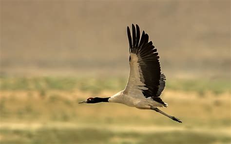 Black-Necked Crane Festival Bhutan: The Complete 2024 Guide
