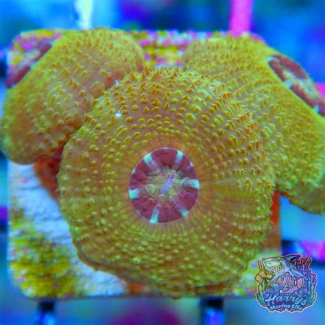 Live Goods - SPONSOR - Livestock - Huge 50% off coupon available on ...