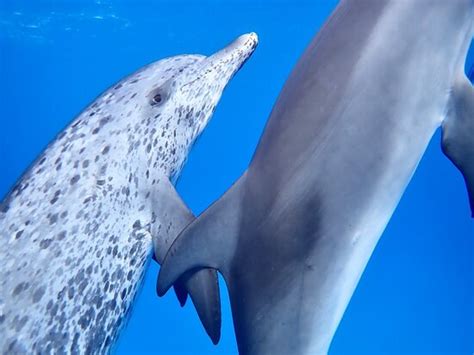 The Dream Team (Palm Beach) - All You Need to Know BEFORE You Go