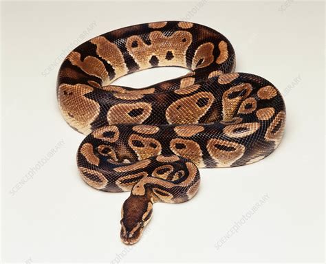 Image result for Royal Python Setup