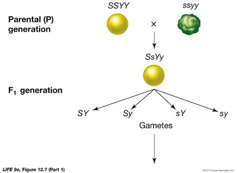 Maharashtra Board Class 12 Biology Chapter 3 Inheritance and Variation ...