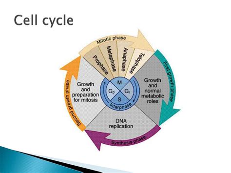 Image result for Embryogenesis Process