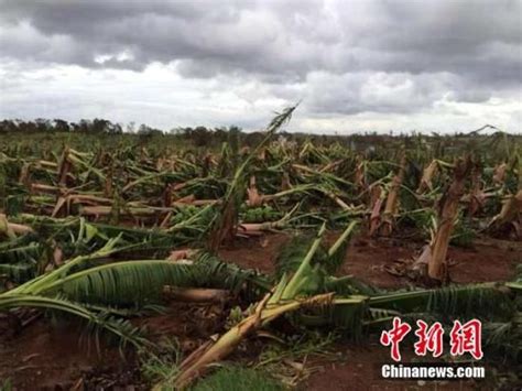 强台风威马逊重创华南果业 | 国际果蔬报道