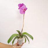 Buy Phalaenopsis Orchids Online India | Moth Orchid Colors Flower ...