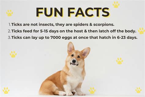 Ticks in Dogs: Detection, Prevention & Treatment Guide – Fur Ball Story