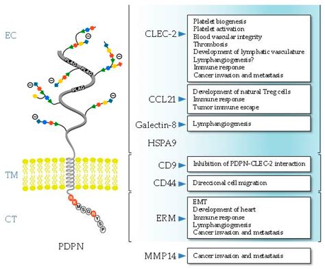 Podoplanin in Inflammation and Cancer