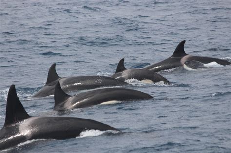 Orcas (Schwertwale) in der Straße von Gibraltar beobachten
