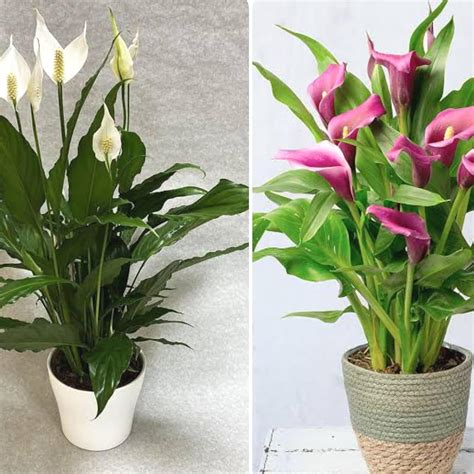 Greenursery Combo of 2 Lilly Indoor Plants For Living Room Balcony Home ...