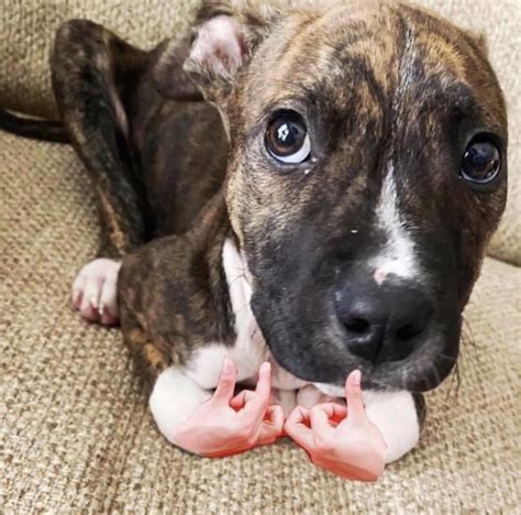 Why Would A Dog Throw Up Blood