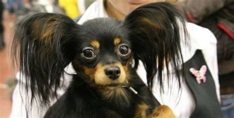 Unusual Dogs 的图像结果