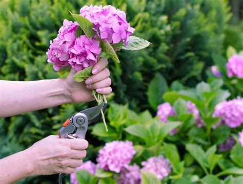 Should You Prune Hydrangeas in the Summer?