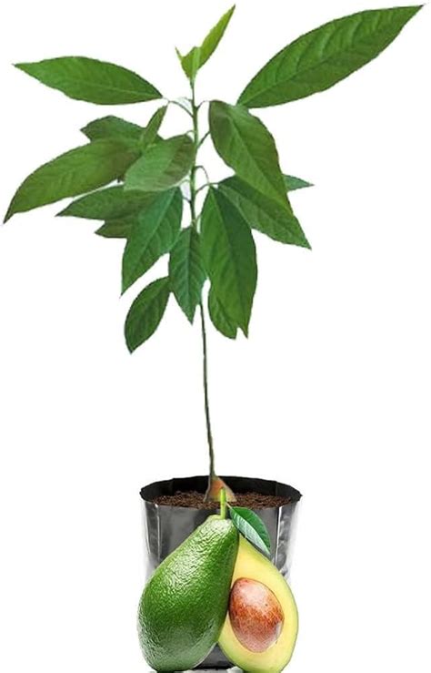 Avocado tree live plant (pack of 2) : Amazon.in: Garden & Outdoors