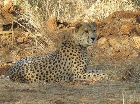 Cheetahs at Kuno to be released into wild in phases starting late ...