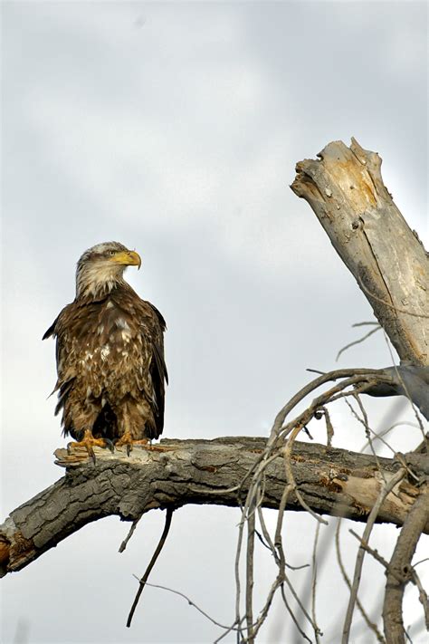 Juvenile Bald Eagle | BirdForum