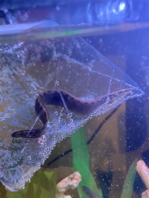 Tire track eels? : r/aquarium