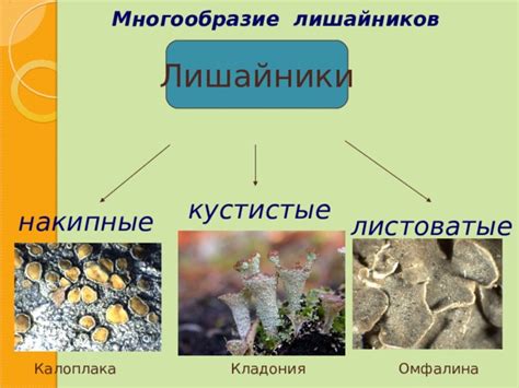 Урок биологии в 6 классе. Лишайники.