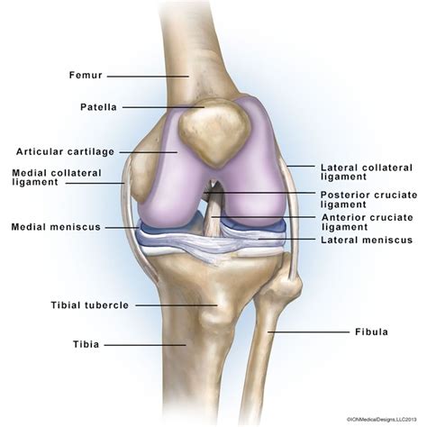 Left Knee Anatomy