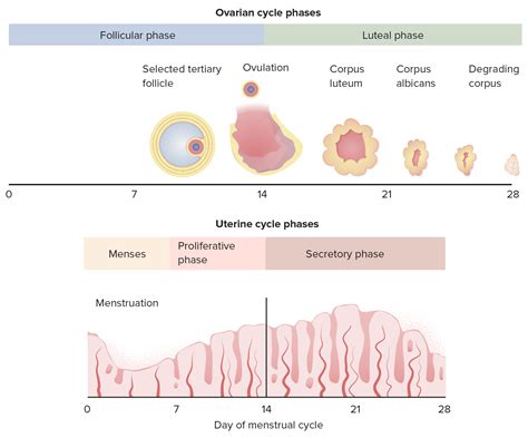 What Is Normal Endometrial Thickness During Ovulation at Arthur Richey blog