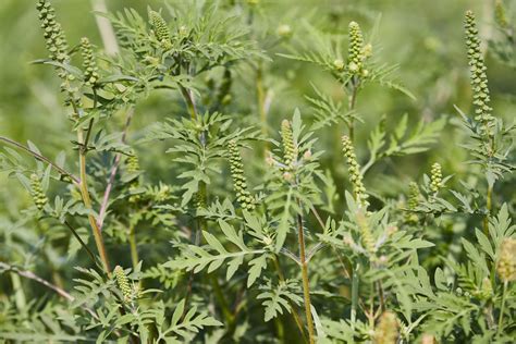 Ragweed control services - Environment Controls