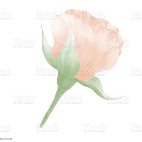 Image result for Rosebud Side View