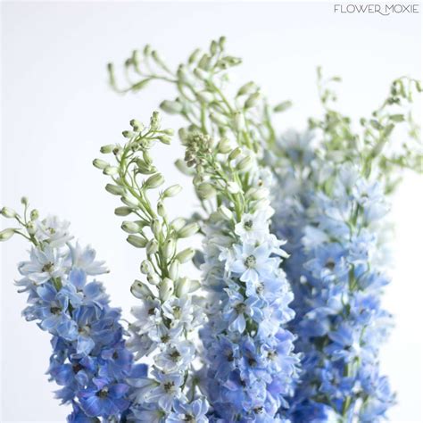Delphinium- Light Blue — Flower Moxie